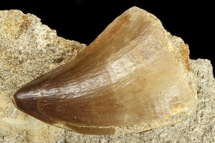 Mosasaur (Prognathodon) Tooth In Rock #70456